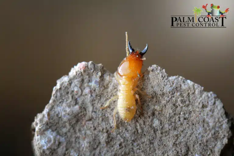 termite in termite mound
