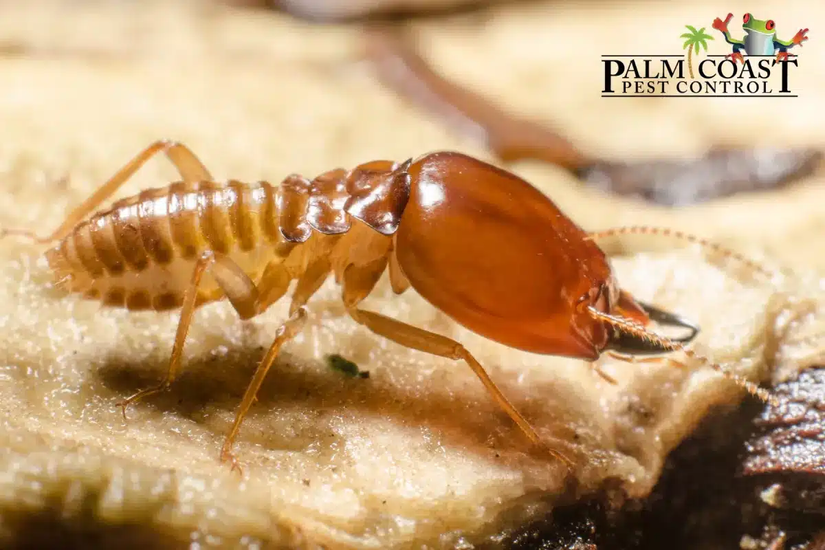 termite on decomposing wood