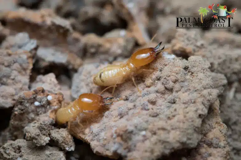 termite on termite mound in nature