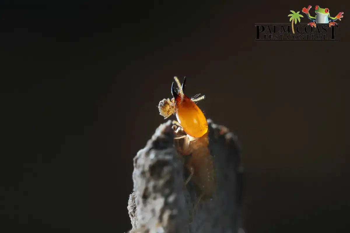 termite
