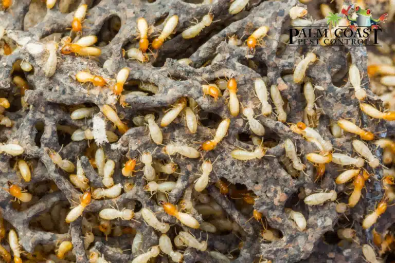 termites
