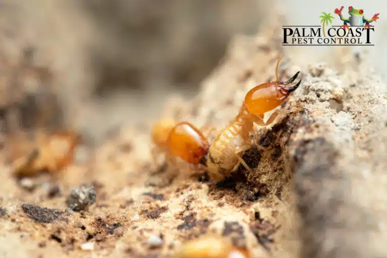 termites in mound