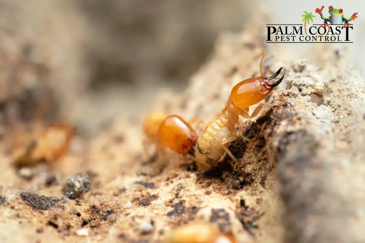 termites in mound